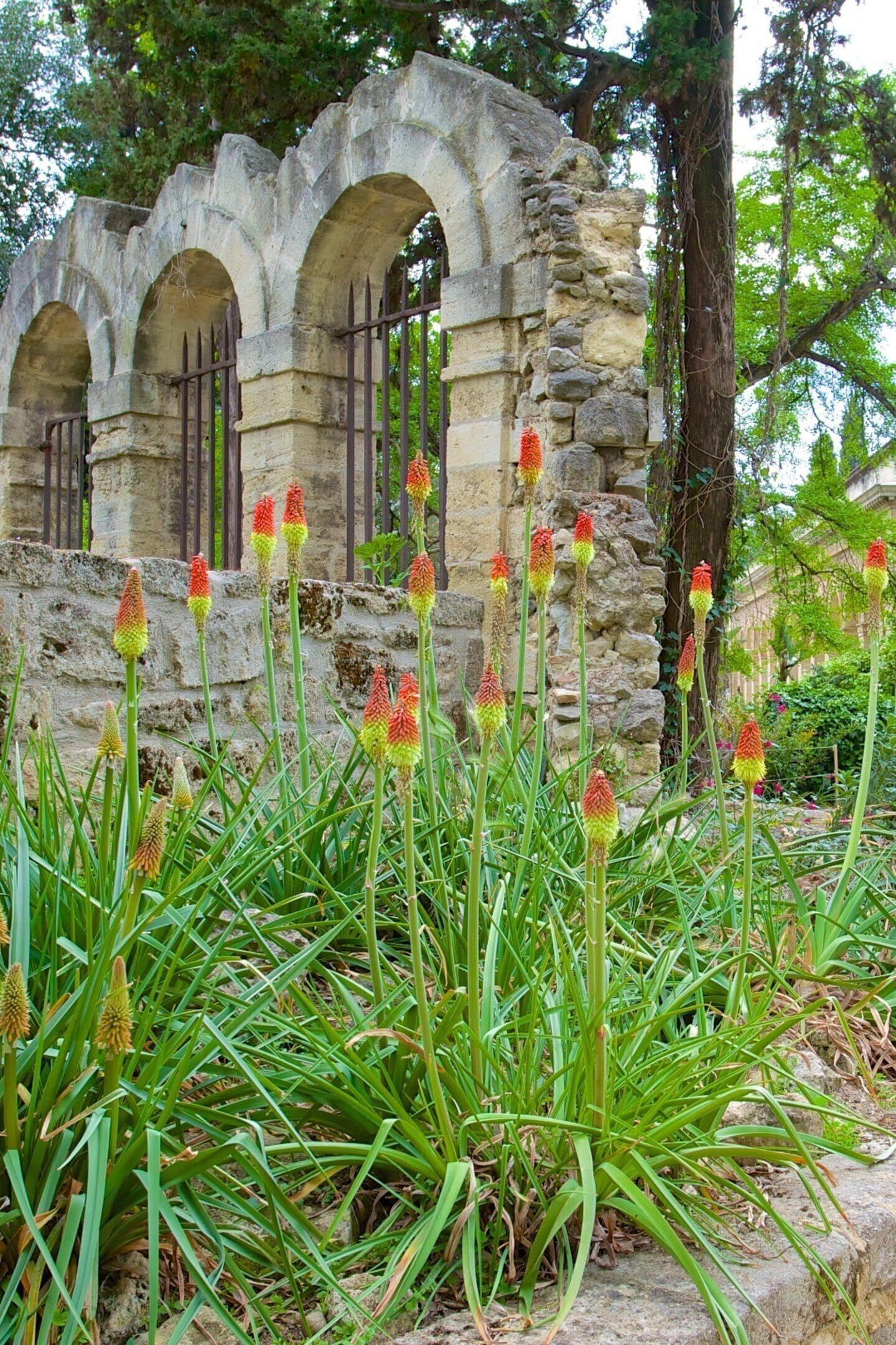 Jardin des Plantes de Montpellier